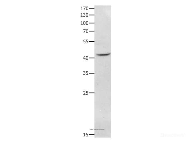 Western Blot analysis of RAW264.7 cell using NFKBID Polyclonal Antibody at dilution of 1:650