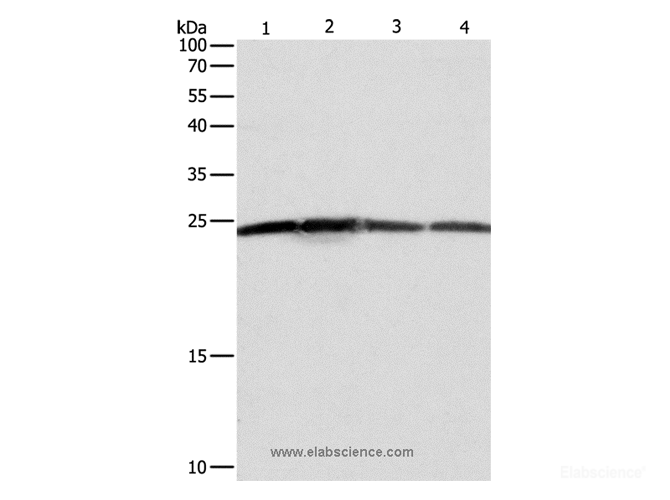 Western Blot analysis of Hela, A431, 293T and Jurkat cell using BAK1 Polyclonal Antibody at dilution of 1:550