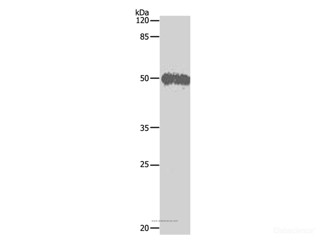Western Blot analysis of Hela cell using BAG5 Polyclonal Antibody at dilution of 1:500