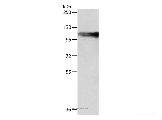 Western Blot analysis of SP20 cell using AARS2 Polyclonal Antibody at dilution of 1:1200