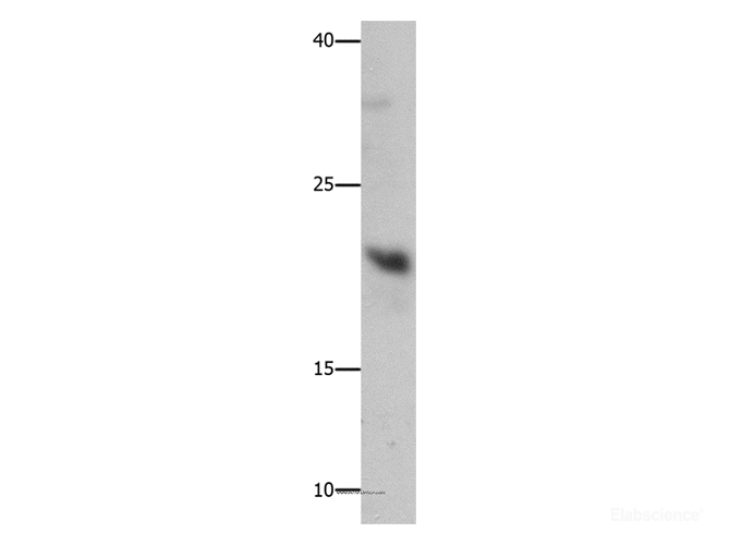 Western Blot analysis of Mouse liver tissue using GFER Polyclonal Antibody at dilution of 1:750