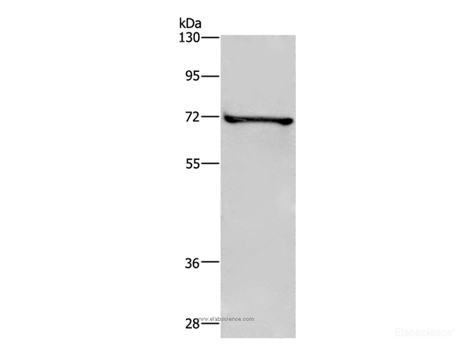 Western Blot analysis of HT-29 cell using TRIM29 Polyclonal Antibody at dilution of 1:400