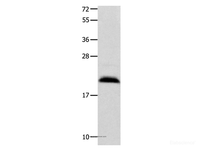 Western Blot analysis of Mouse brain tissue using FGF12 Polyclonal Antibody at dilution of 1:450