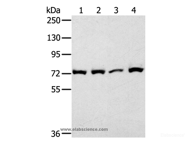 Western Blot analysis of 293T cell using CAPN1 Polyclonal Antibody at dilution of 1:450