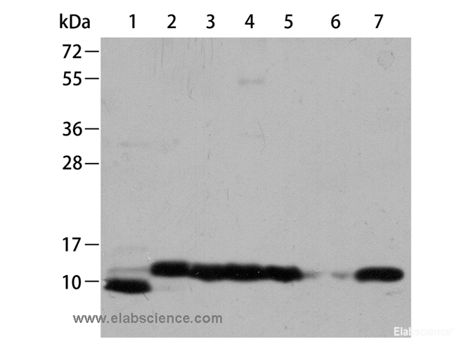 Western Blot analysis of Hela, K562 cell, Mouse brain, heart and kidney tissue, PC3 and Jurkat cell using CYCS Polyclonal Antibody at dilution of 1:700