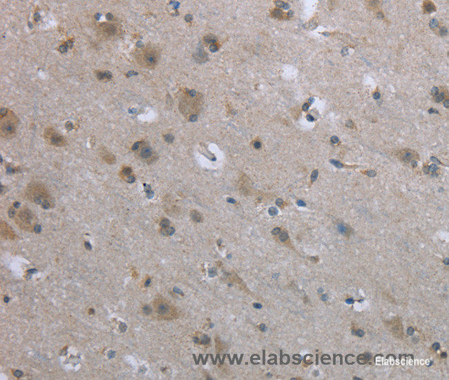 Immunohistochemistry of paraffin-embedded Human brain tissue using EGFL8 Polyclonal Antibody at dilution 1:40