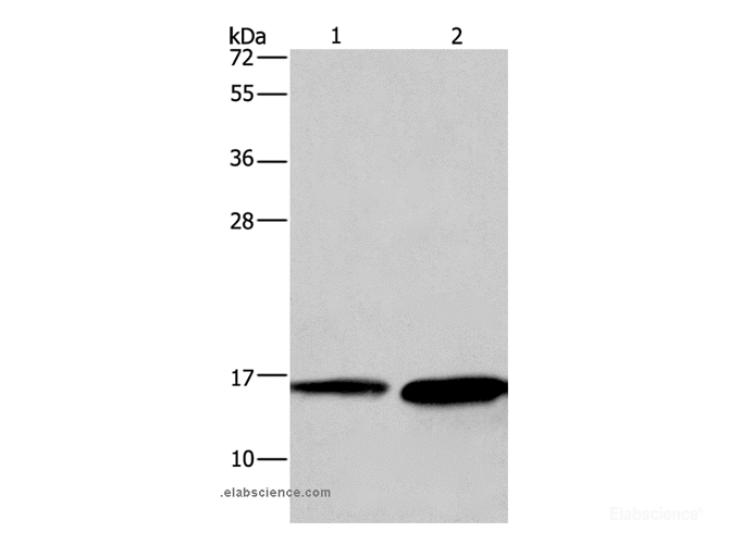 Western Blot analysis of Mouse heart and Human hepatocellular carcinoma tissue using HINT2 Polyclonal Antibody at dilution of 1:300