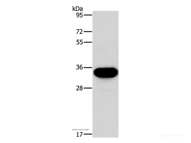 Western Blot analysis of PC3 cell using HOXB13 Polyclonal Antibody at dilution of 1:900