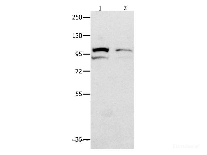 Western Blot analysis of 231 cell and Mouse kidney tissue using MVP Polyclonal Antibody at dilution of 1:500