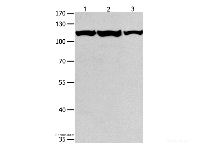 Western Blot analysis of K562, Jurkat and hela cell using MCM3 Polyclonal Antibody at dilution of 1:550