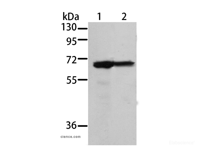 Western Blot analysis of 293T and A431 cell using MSN Polyclonal Antibody at dilution of 1:500