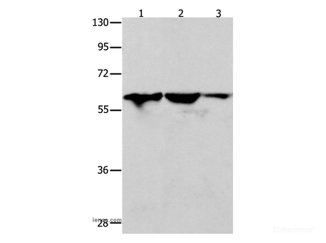 Western Blot analysis of Human seminoma tissue, HT-29 and A549 cell using DNAJC7 Polyclonal Antibody at dilution of 1:400