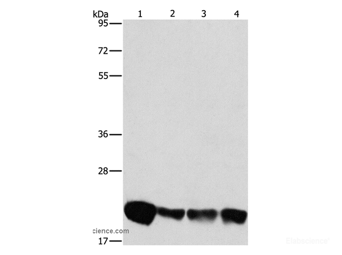 Western Blot analysis of A549, K562, hela and hepG2 cell using PEBP1 Polyclonal Antibody at dilution of 1:475