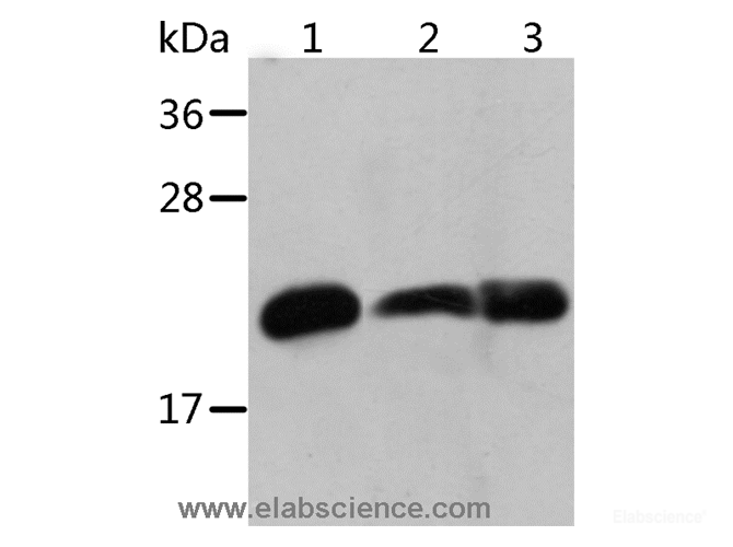 Western Blot analysis of Mouse heart and Human chromaffin cell tumor tissue, Mouse muscle tissue using Crystallin-alpha B Polyclonal Antibody at dilution of 1:500