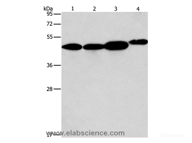 Western Blot analysis of 293T, A549, PC3 and NIH/3T3 cell using ARFGAP1 Polyclonal Antibody at dilution of 1:600