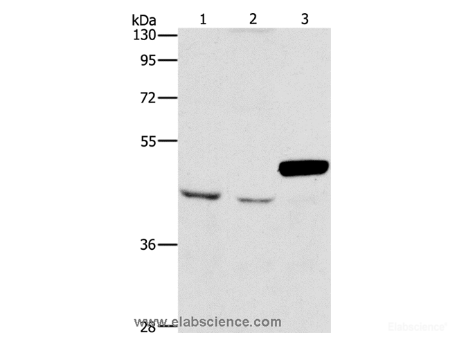 Western Blot analysis of A172 and K562 cell, Mouse pancreas tissue using ARMCX3 Polyclonal Antibody at dilution of 1:900