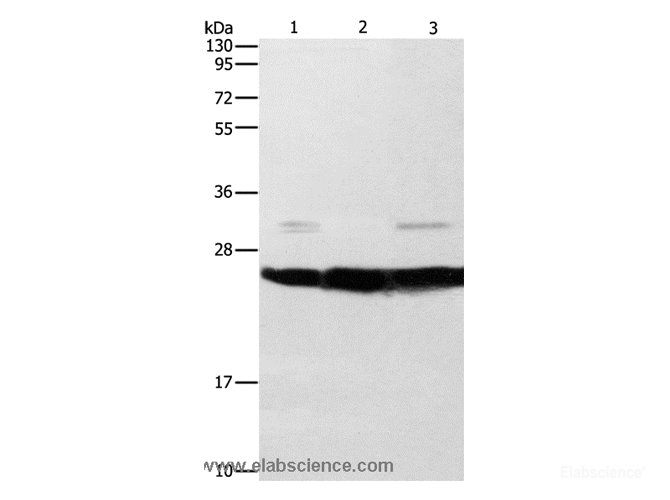 Western Blot analysis of Mouse liver and brain tissue, A549 cell using SIGMAR1 Polyclonal Antibody at dilution of 1:310