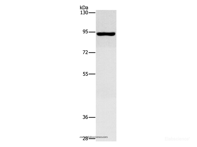 Western Blot analysis of Hela cell using MAP4K2 Polyclonal Antibody at dilution of 1:700