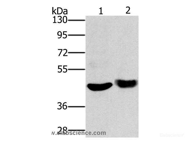 Western Blot analysis of Mouse muscle tissue and HT-29 cell using HTR3C Polyclonal Antibody at dilution of 1:650