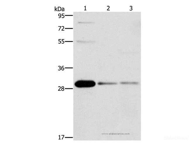Western Blot analysis of HepG2, Raji and 293T cell using BCL10 Polyclonal Antibody at dilution of 1:950