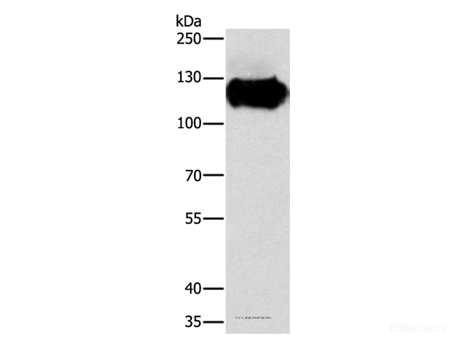 Western Blot analysis of Lovo cell using CAST Polyclonal Antibody at dilution of 1:600