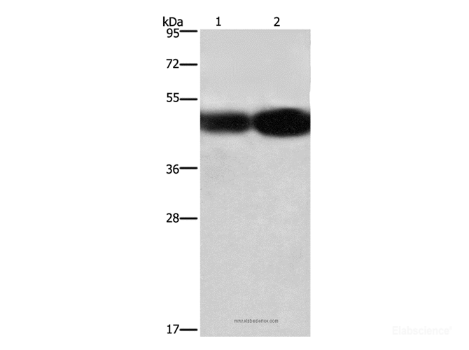 Western Blot analysis of A549 and 231 cell using BSG Polyclonal Antibody at dilution of 1:430