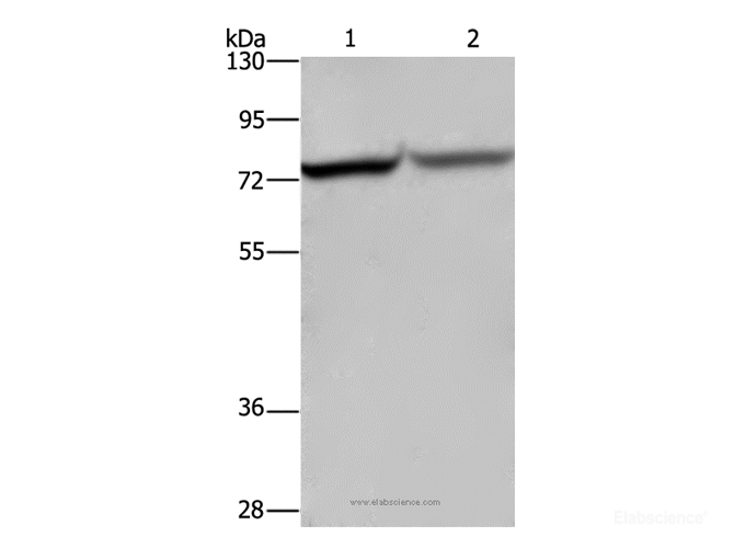Western Blot analysis of Hela and 293T cell using c-Rel Polyclonal Antibody at dilution of 1:1050