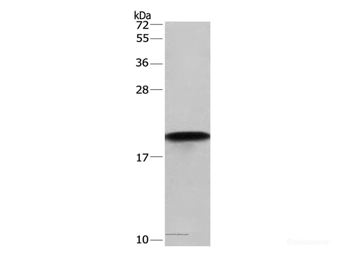 Western Blot analysis of Hela cell using Cyclophilin F Polyclonal Antibody at dilution of 1:675