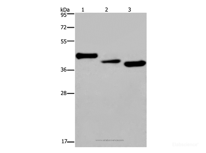 Western Blot analysis of Mouse heart tissue, A549 and HepG2 cell using CYR61 Polyclonal Antibody at dilution of 1:300
