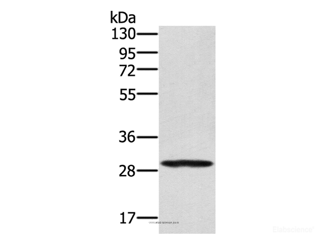 Western Blot analysis of 293T cell using EDA2R Polyclonal Antibody at dilution of 1:250