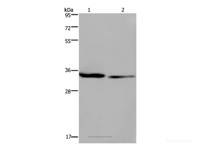Western Blot analysis of 293T and A549 cell using EMD Polyclonal Antibody at dilution of 1:1600
