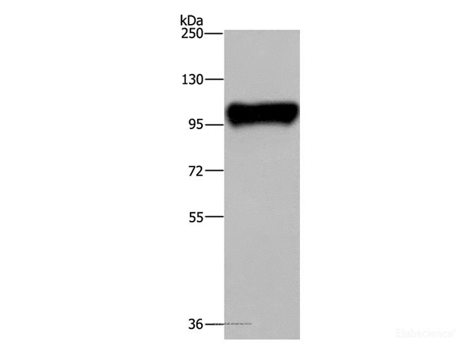 Western Blot analysis of Raji cell using PTK2B Polyclonal Antibody at dilution of 1:300