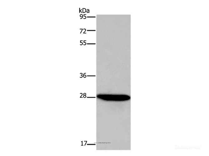 Western Blot analysis of HepG2 cell using FGF17 Polyclonal Antibody at dilution of 1:600