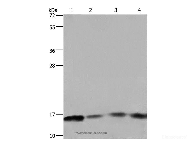 Western Blot analysis of Raji and 293T cell, Mouse spleen tissue and A431 cell using FIS1 Polyclonal Antibody at dilution of 1:800