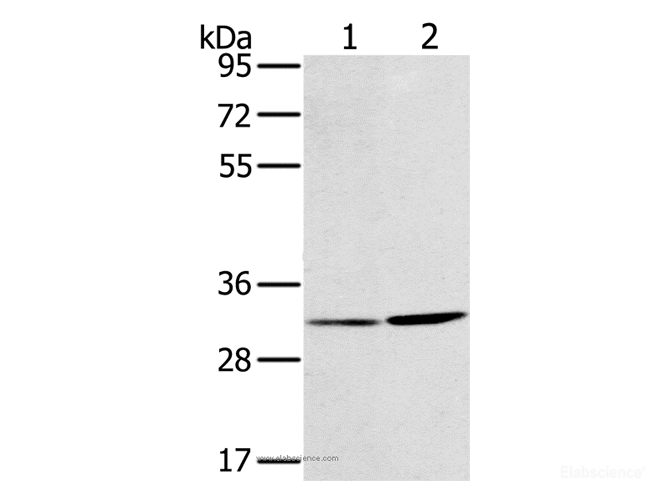 Western Blot analysis of A172 and A375 cell using HSD17B12 Polyclonal Antibody at dilution of 1:650