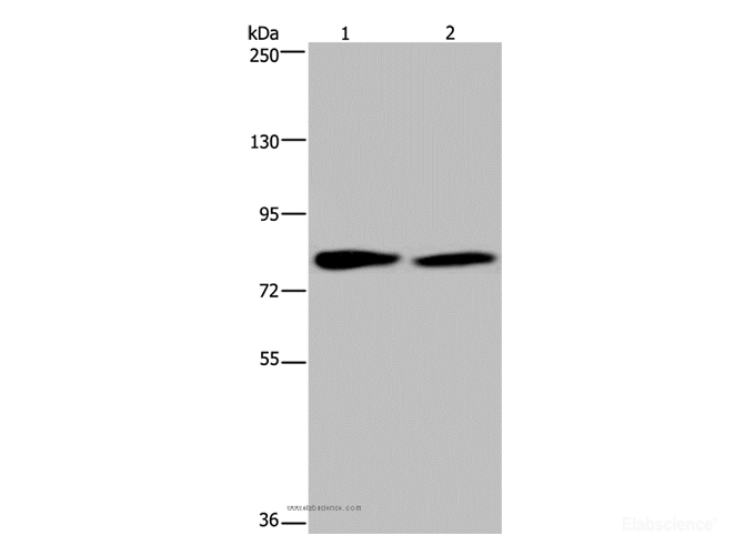 Western Blot analysis of K562 and 293T cell using TXLNA Polyclonal Antibody at dilution of 1:350