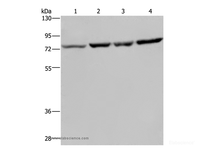Western Blot analysis of A549, PC3, Hela and LoVo cell using PABPC1 Polyclonal Antibody at dilution of 1:500