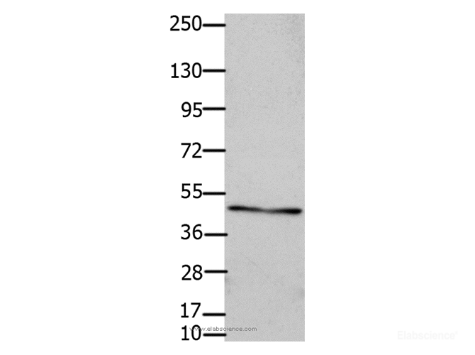 Western Blot analysis of OP9 cell using Connexin 47 Polyclonal Antibody at dilution of 1:450