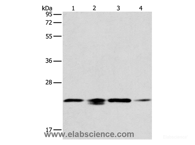 Western Blot analysis of 293T, hela, PC3 and NIH/3T3 cell using PRDX2 Polyclonal Antibody at dilution of 1:750