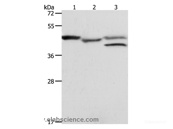 Western Blot analysis of K562 cell and Mouse heart tissue, MCF7 cell using PSMD6 Polyclonal Antibody at dilution of 1:900