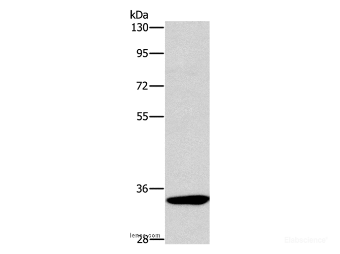 Western Blot analysis of Mouse kidney tissue using NCR1 Polyclonal Antibody at dilution of 1:450