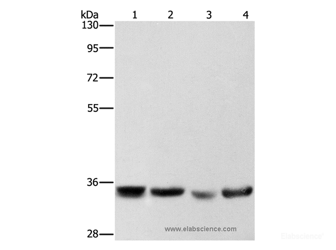 Western Blot analysis of Hela, hepG2, A549 and 293T cell using AIMP1 Polyclonal Antibody at dilution of 1:400