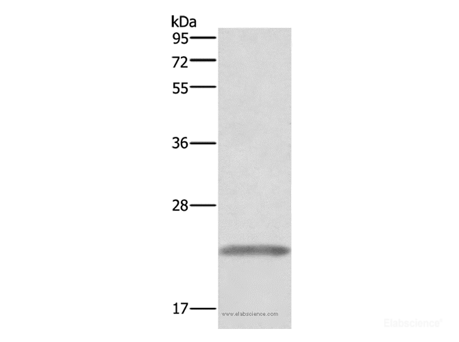 Western Blot analysis of Human placenta tissue using GH1 Polyclonal Antibody at dilution of 1:500