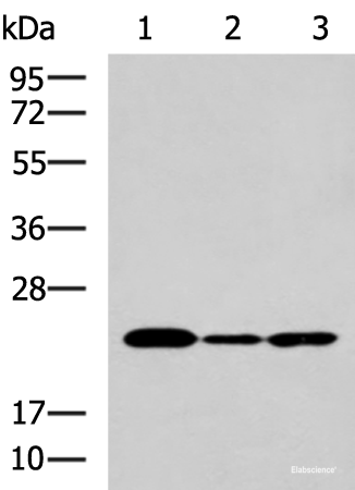 Western Blot analysis of Hela cell, Mouse liver tissue and Raji cell using IL19 Polyclonal Antibody at dilution of 1:550