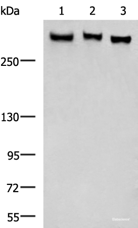 Western blot analysis of LO2 NIH/3T3 A172 cell lysates using FLNC Polyclonal Antibody at dilution of 1:750