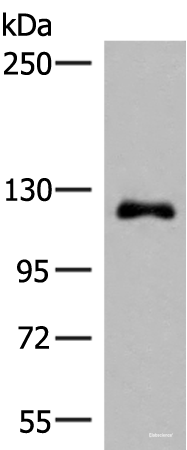 Western blot analysis of A375 cell lysate using ARHGAP45 Polyclonal Antibody at dilution of 1:700