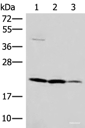 Western blot analysis of A549 HT29 and Raji cell lysates using IL37 Polyclonal Antibody at dilution of 1:650