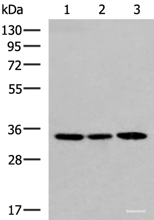 Western blot analysis of 293T and HepG2 cell lysates using SOX2 Polyclonal Antibody at dilution of 1:800