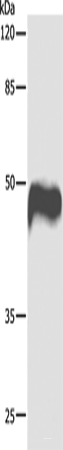Western blot analysis of Hela cells using CASP1 Polyclonal Antibody at dilution of 1:1000