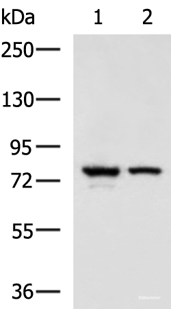 Western blot analysis of A172 and 231 cell lysates using IL17RD Polyclonal Antibody at dilution of 1:900